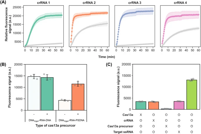 Validation of the Cas13a-based CRIVER system for target-dependent trigger generation and protein expression. (A) Screening of four crRNAs targeting distinct regions of B. anthracis 16S rRNA using a standard RNA fluorophore–quencher (FQ) reporter. Colored traces represent fluorescence signals in the