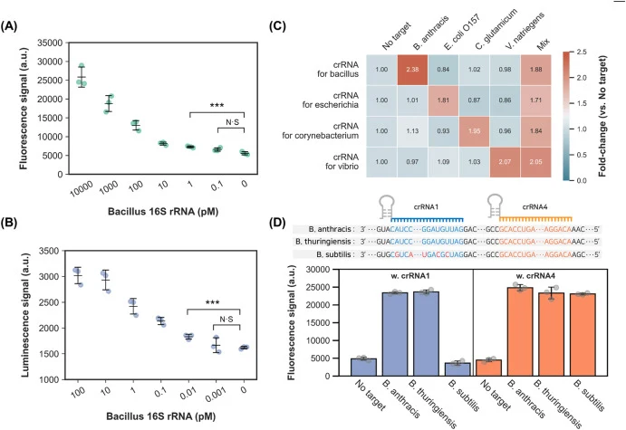 Sensitivity and genus-level specificity of the Cas13a-based CRIVER assay. (A, B) Detection limit analysis of B. anthracis 16S rRNA using Cas13a-based CRIVER with sfGFP and NanoLuc reporters with crRNA3. CRIVER was combined with either sfGFP (fluorescent output, panel A) or NanoLuc (luminescent outpu