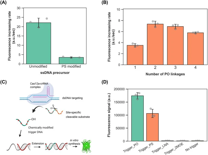 Chemically-programmable ssDNA precursor for site-selective Cas12a cleavage and preserved primer activity in CRIVER. (A) Initial cleavage rates (first 10 min) of ssDNA reporters differing in backbone design. The unmodified ssDNA precursor consisted of fully unmodified PO backbone. The PS-modified pre