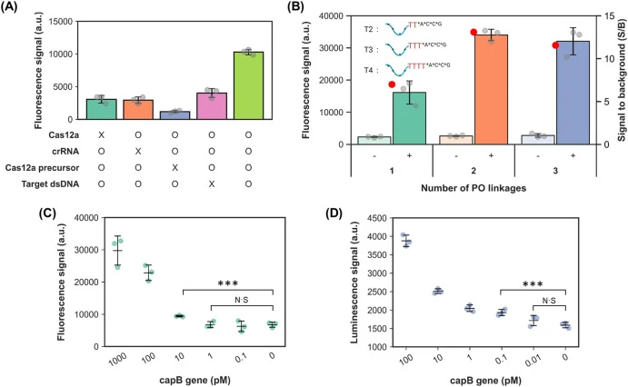 Establishing a Cas12a-CRIVER workflow for dsDNA biomarker detection. (A) Feasibility test of the Cas12a mediated CRIVER assay. Fluorescence signal occurred only when all components (Cas12a, crRNA, the PS-protected precursor, and the target dsDNA) were present, confirming that trigger release is stri