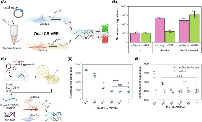 Dual-CRIVER enables simultaneous genus-level detection and species-level discrimination. (A) Schematic and experimental validation of Dual-CRIVER. Cas13a and Cas12a reactions were performed separately to detect genus-level 16S rRNA and the species-specific capB marker, respectively. The resulting tr