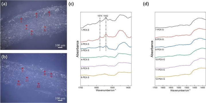 Cross-section morphology of (a, c) PEX-S; (b, d) PEX-G coupons after 90 days experiment and their micro-FTIR spectra.
