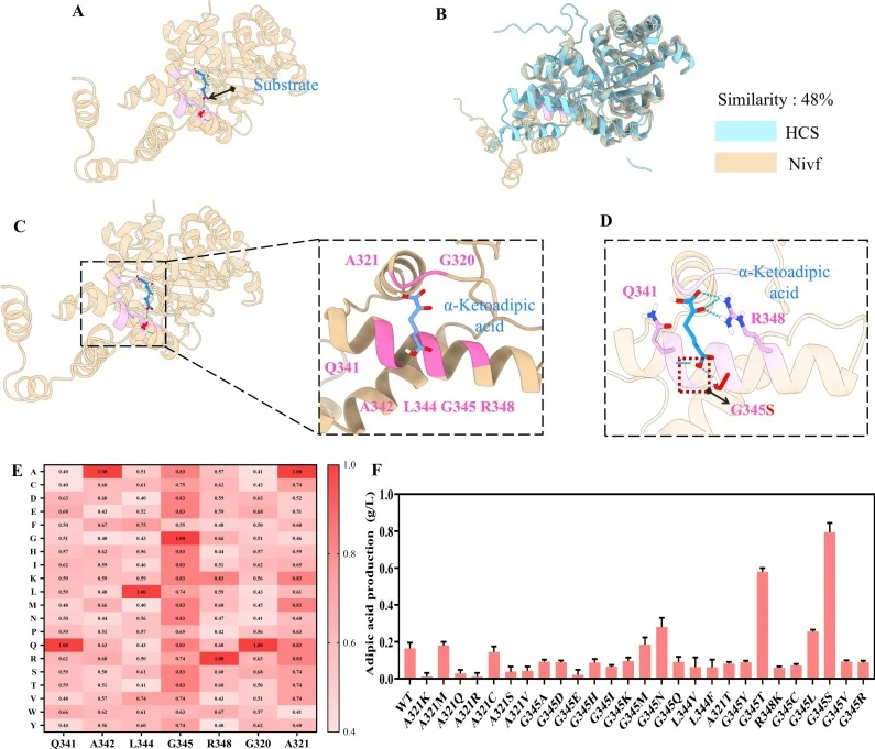 Rational design and modification of homocitrate synthase Nivf. A: overall structure of Nivf; B: structural comparison of HCS and Nivf; C: predicted mutation sites of Nivf from molecular simulations (seven engineered positions highlighted in pink); D: local structure of the G345S variant (hydrogen bo