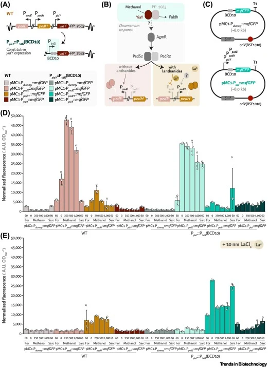 Constitutive expression of native pyrroloquinoline quinone (PQQ)-dependent alcohol dehydrogenase genes via yiaY overexpression. (A) Organization of the ped cluster in wild-type (WT) P seudomonas putida, including the two PQQ-dependent methanol dehydrogenases (MeDHs) pedE and pedH, a putative NAD-MeD