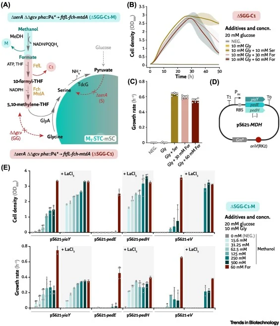 Testing the assimilative module 1 (M1) of the serine–threonine and modified serine cycles (M1·STC·mSC) via the C1 moiety-carrier molecule tetrahydrofolate (THF). (A) The auxotrophic ΔserA ΔΔgcvTHP strain (termed ΔSGG) was employed to test C1 assimilation via FtfL (formate-THF ligase), Fch (methenyl-
