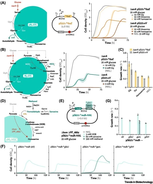 Testing module 2 (M2) of the homoserine and serine–threonine cycles (M2·STC·HSC) to yield serine from the C3 and C4 pools. In panels (A–C), the modularity of the STC was tested based on native activities. (A) Growth of a ΔserA mutant in de Bont minimal (DBM) medium supplemented with 20 mM glucose to