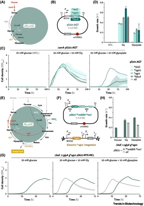 Heterologous transamination from glyoxylate to glycine, as well as expression of malate thiokinase (Mtk) and malyl-coenzyme A lyase (Mcl), rescues glycine (Gly) and serine (Ser) auxotrophy. (A) A ΔserA strain was employed as a Ser–Gly auxotroph to identify alanine-glyoxylate transaminase (Agt) candi