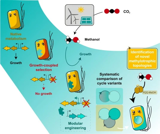 Systematic engineering of synthetic serine cycles in Pseudom