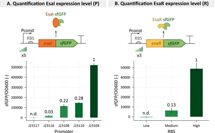 Quantification of the expression strengths of the promoters and ribosome binding site (RBS) sequences controlling the expression of esaI (A) and esaR (B), respectively. To achieve this, both proteins were fused with sfGFP and the resulting green fluorescence was measured as a proxy for protein level