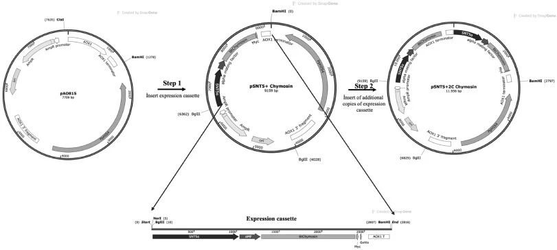In vitro multimerization strategy for the construction of multicopy chymosin-containing vectors. (The expression cassette was integrated into the plasmid with NarI/BamHI restriction sites to create one copy expression cassette containing vector in step 1. The serial cloning of the expression cassett