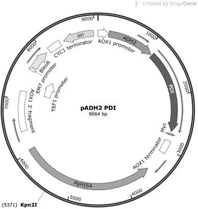 pADH2-PDI载体图谱。(质粒在转化至C1、C2、C3、C4凝乳酶表达克隆前,用Kpn2I线性化。)
