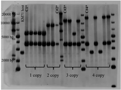 Southern blot analysis of 1–4 copy chymosin-containing clones. (The gDNAs were digested with BglII enzyme, and the membrane was hybridized with a DIG-labeled HIS4 probe. The expected band sizes at 2650 bp for the KM71 host, a constant band at 3682 bp for all clones, and 6825, 9622, 12,419, and 15,21