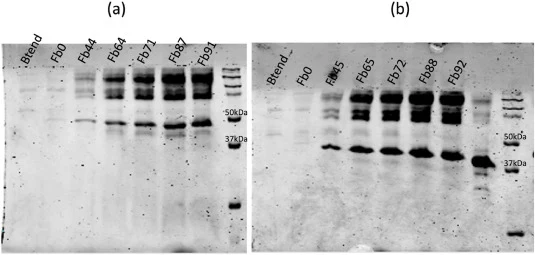 C2(含2拷贝凝乳酶克隆)(a)和C2P2(含2拷贝凝乳酶/2拷贝PDI克隆)(b)发酵上清液的时间进程SDS-PAGE图像。