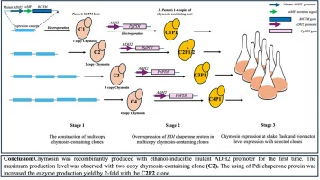 The combined effect of the gene copy number and chaperone ov