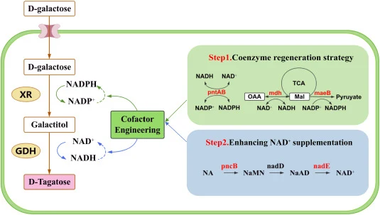 Schematic of D-tagatose biosynthesis coupled with cofactor engineering in Escherichia coli. XR: D-xylose reductase; GDH: galactitol dehydrogenase; mdh encodes malate dehydrogenase; maeB encodes malic enzyme; pntAB encodes pyridine nucleotide transhydrogenase α and β subunits; pncB encodes nicotinate