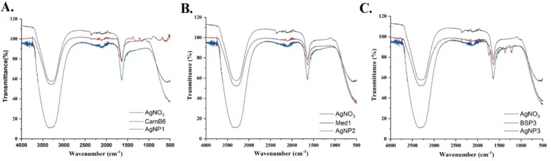 FTIR光谱显示生物合成的AgNP1(A)、AgNP2(B)和AgNP3(C)具有不同于细菌无细胞上清液的功能团,可能参与还原、稳定和包被过程。
