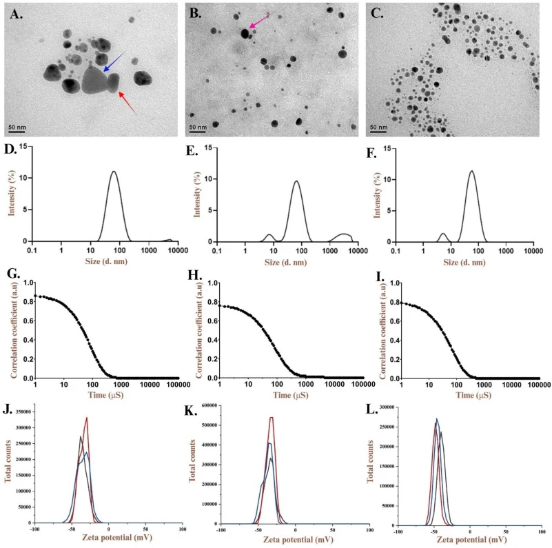 Characterization of biosynthesized silver nanoparticles (AgNPs) using Transmission Electron Microscopy (TEM), Dynamic Light Scattering (DLS), and Zeta potential analysis. (A–C) TEM micrographs of AgNP1 (A), AgNP2 (B), and AgNP3 (C). Nanoparticles are mostly spherical; AgNP1 (A) shows shape heterogen