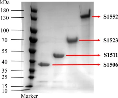 重组胶原蛋白的SDS-PAGE分析。