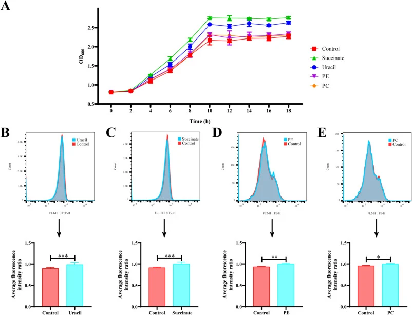 (A) Growth curves of recombinant E. coli supplemented with different metabolic regulators. Flow cytometry and analysis. Recombinant E. coli treated with (B) uracil or (C) succinate, detected using FDA dye; Recombinant E. coli treated with (D) PE or (E) PC, detected using DiI dye. *p < 0.05, **p < 0.