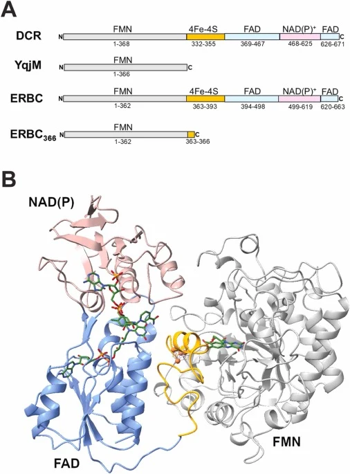 Domain organization of bacterial 2-enoate reductases and YqjM. (A), Schematic diagrams illustrating the protein domains and their boundaries in 2,4-dienoyl-CoA reductase (DCR) from E. coli (Uniprot ID P42593), the full-length ERBC and its truncated variant (ERBC366) from Heyndrickxia (formerly Bacil