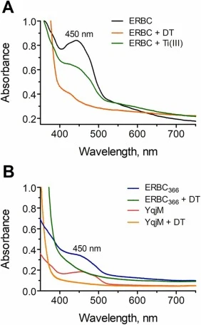 Absorption spectra of purified proteins and the effect of electron donors. (A), Absorption spectra of purified ERBC (6 mg/ml) as isolated (the black curve) and after addition of dithionite (DT, 100 mM) or Ti(III)-citrate (Ti(III), 100 mM). (B), Absorption spectra of purified ERBC366 (6 mg/ml) and Yq
