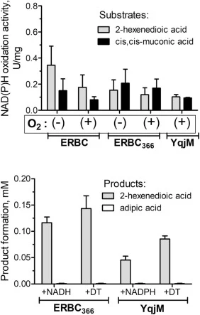 Effect of oxygen exposure during protein expression in E. coli cells and different electron donors on reductase activity of purified proteins. (A), NAD(P)H oxidase activity of purified ERBC, ERBC366, and YqjM (20 μg for each) with different substrates (10 mM): 2-hexenedioic acid (grey bars) and cis,