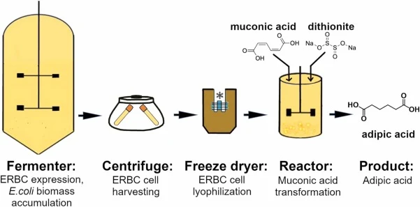 Process diagram for the biocatalytic reduction of cis,cis-muconic acid to adipic acid using lyophilized E. coli cells containing ERBC, with dithionite serving as a reductant and an oxygen scavenger.