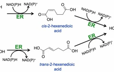 连二亚硫酸盐支持的重组烯酸还原酶冻干全细胞催化粘康酸生物加氢