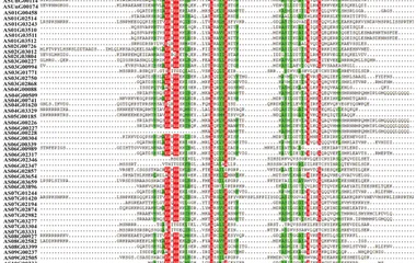 Multiple alignment of conserved domain amino acid sequences of multiple bHLH proteins from A. sinensis .