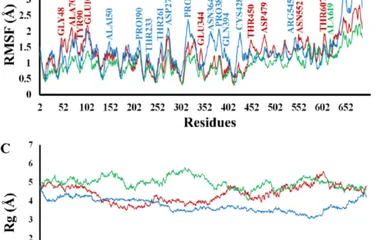 Time-dependent RMSD, RMSF, Rg, and Hydrogen bond analysis of Chitinase WT , M3 (Chitinase ASP144TYR ) and M5 (Chitinase
