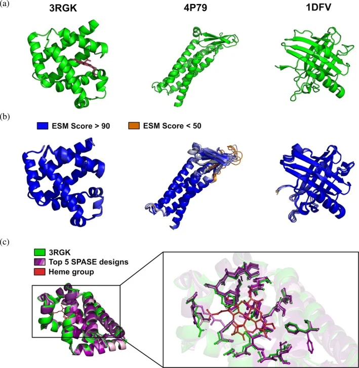 Soluble Protein Analog Selection Engine (SPASE) designs across three scaffolds previously re‐designed with ProteinMPNN. (a) Input scaffold structures used to benchmark SPASE: Human Myoglobin Mutant K45R (Protein Data Bank [PDB] 3RGK ), Mouse Claudin‐15 (PDB 4P79 ), and Human Neutrophil Gelatinase‐As