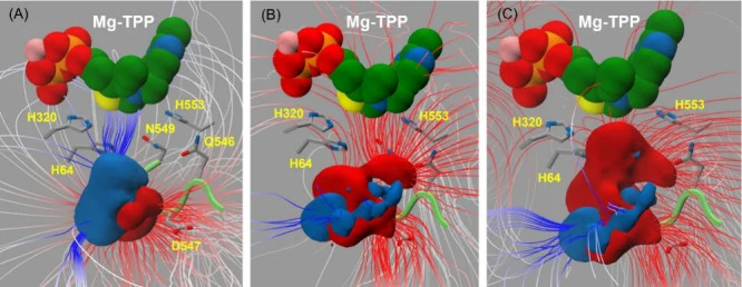 Electrostatic potential difference grid maps for Bad.F6Pkt variants carrying H548 mutation. (A) H548N, (B) H548Y, and (C) H260Y:H548Y. Difference electrostatic potential (Δφ( r )), calculated relative to wild-type Bad.F6Pkt, is displayed as solid rendered ± 2 kT/e contoured isosurfaces, colored in