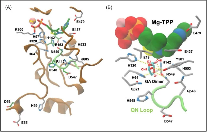 Substrate binding channel in Bad.F6Pkt. (A) The TPP stick representation is colored according to element type: carbon, green; nitrogen, blue; oxygen, red; sulfur, yellow; phosphorus, orange. The bound Mg 2+ ion is shown as a pink colored van der Waals sphere. Side-chain carbon atoms at mutated enzym