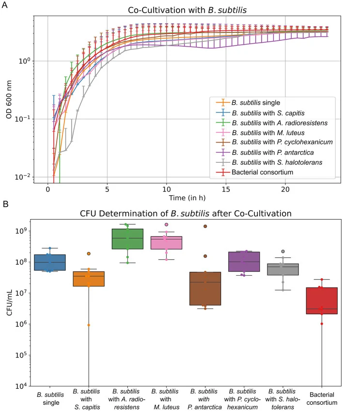 Co-cultivation approaches with B. subtilis . (A) Growth curve of B. subtilis as single culture and in combination with each member of the bacterial consortium, and of the bacterial consortium as a whole. Combinations with B. subtilis are given as “with species name.” (B) Determination of CFU/mL of B