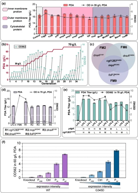 Strategies for enhancing extracellular PDA tolerance. (a) Screening for PDA tolerability of membrane-related targets. (b) ALE process under gradient increased PDA concentrations. (c) Genome sequencing found similarities and differences between the three evolved strains. (d) Reverse metabolic enginee