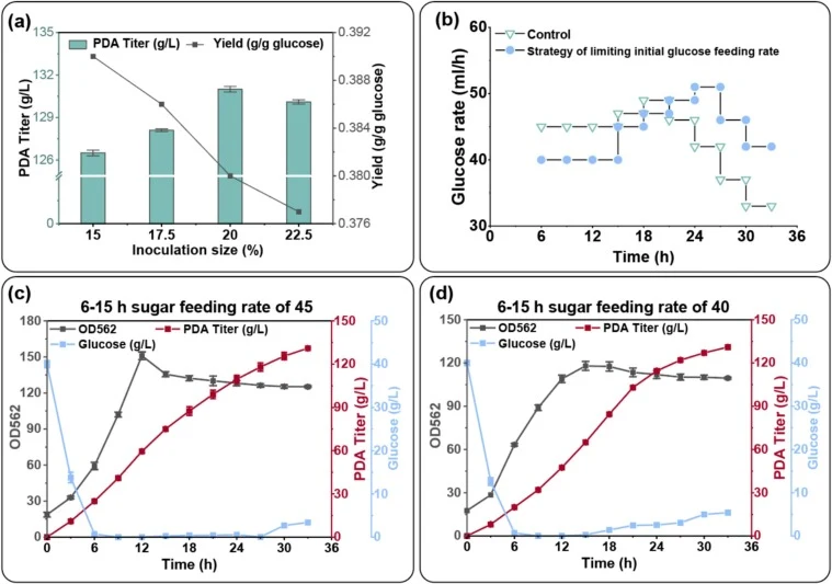 Optimization of inoculation size and sugar feeding strategy in a 5-L bioreactor for PDA production. (a) Effect of different inoculation sizes on PDA yield and titer. (b) Comparison of restrictive sugar-feeding strategies with existing feeding rates. (c) Impact on growth and production when the initi