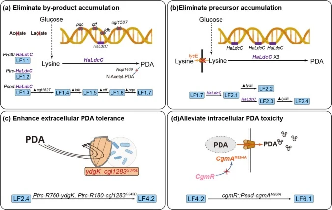 Schematic flowchart of the engineering process for PDA-producing strains. (a) Eliminate the accumulation of byproducts based on PDA-producing strains. (b) Eliminate precursor accumulation to improve PDA production. (c) Enhance extracellular PDA tolerance through the tolerance-targeted strain. (d) Mi