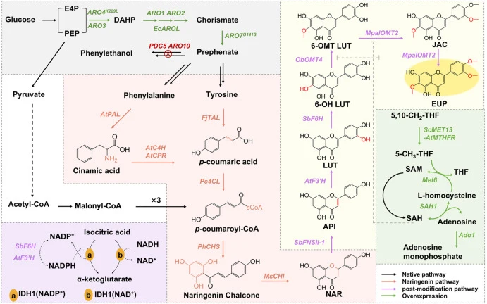 Modular “backbone-first, tailoring-next” pathway for de novo production of EUP and JAC in S. cerevisiae . NAR was produced by expressing FjTAL, Pc4CL, PhCHS and MsCHI. To mitigate feedback regulation in the shikimate pathway, ARO1, ARO2, ARO3, and EcAROL were overexpressed (gray module). NAR biosynt