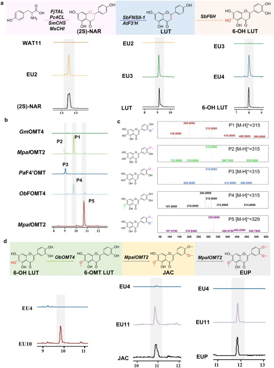Construction of the de novo EUP and JAC biosynthetic pathway in Saccharomyces cerevisiae . a, Assembly of the upstream pathway from tyrosine to NAR, LUT, and 6-OH LUT. EU2 expresses FjTAL, Pc4CL, SmCHS2 and MsCHI to produce NAR; EU3 expresses SbFNSII-1 and AtF3′H to generate LUT; EU4 expresses SbF6H