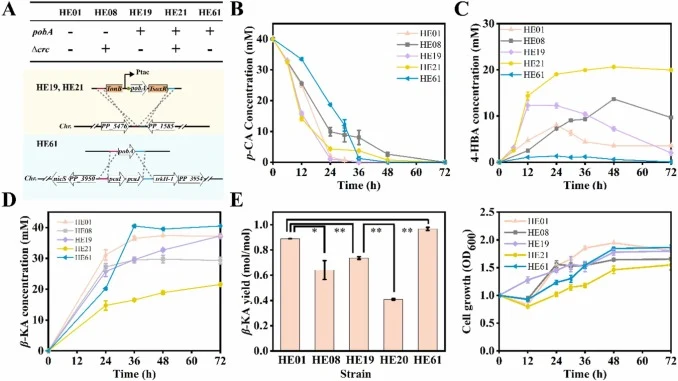 Strain engineering strategy for improving the conversion of p-coumaric acid into β-ketoadipic acid. (A) Configuration of the engineered Pseudomonas putida strains, (B) p-Coumaric acid consumption, (C) The accumulation of intermediate 4-hydroxybenzoic acid, (D) β-Ketoadipic acid production, (E) The y