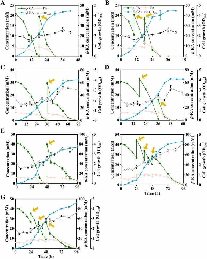 Production of β-ketoadipic acid from mixed p-coumaric acid and ferulic acid using fed-batch strategies. β-Ketoadipic acid production from fed-batch mode 1 and 2 (A-B), fed-batch mode 3 and 4 (C-D), and fed-batch mode 5, 6 and 7 (E-G). The detailed fermentation conditions were listed in Table S2.