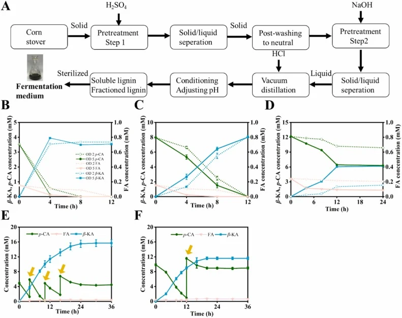 β-Ketoadipic acid production from lignin hydrolysates using batch and fed-batch strategies. (A) The fractionation process of lignin stream from the pretreated corn stover; β-Ketoadipic acid production from batch modes 1 and 2 (B), Batch mode 3 and 4(C), Batch mode 5 and 6 (D), Fed-batch mode 1 (E),
