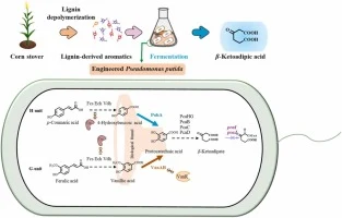 Funneling lignin hydrolysates into β-ketoadipic acid by engi