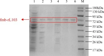 SDS-PAGE分析粗混合物和纯化的fmb-rL103:泳道1,粗混合物;泳道2,加热(70°C,10分钟)后的fmb-rL103;泳道3,经H/AS法纯化的fmb-rL103;泳道4,硫酸铵沉淀后的fmb-rL103;泳道5,经AS/H法纯化的fmb-rL103;泳道6,纯化的fmb-rL103