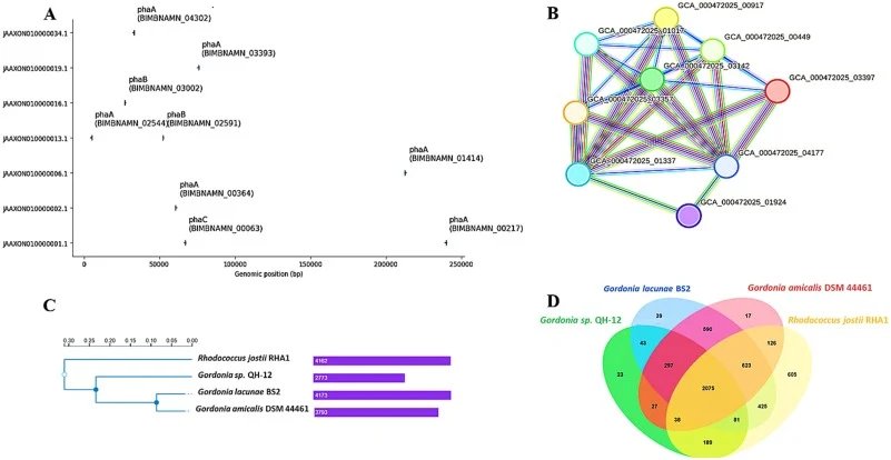 Genome sequence analysis of polyhydroxybutyrate (PHB)-producing Gordonia amicalis, including genomic organisation or operon structure studies of PHB biosynthesis genes (A), where arrows represent coding sequences, and direction indicating transcriptional orientation. Genomic coordinates are shown al
