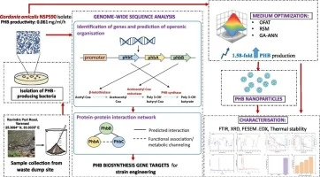Machine learning based optimization of polyhydroxybutyrate (