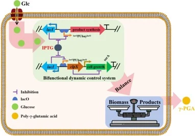 Design diagram of the development of a bifunctional dynamic control system for effective product synthesis in B. licheniformis DW2.