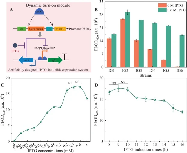 Construction and optimization of an artificially designed IPTG-inducible expression system. (A) Schematic diagram of an artificially designed IPTG-inducible expression system. (B) Construction and characterization of an artificially designed IPTG-inducible expression system in strains I1 ∼ I6. I1: D