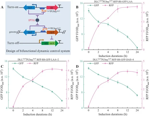Development and characterization of a bifunctional dynamic control system. (A) Schematic diagram of development of a bifunctional dynamic control system. (B) Characterization of a bifunctional dynamic control system in strain DLC/lacOPUbaylacO-RFP-R8-GFP-LAA. (C) Characterization of a bifunctional d