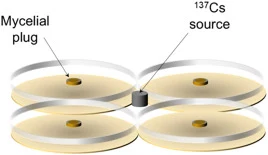 (A) Experimental layout of Petri plates and 137Cs source used to evaluate the direction and rate of growth of fungi in a gradient of gamma irradiation. (B) Radiotropism was assessed by measuring mycelial growth toward (0°) versus away (180°) from the 137Cs source.